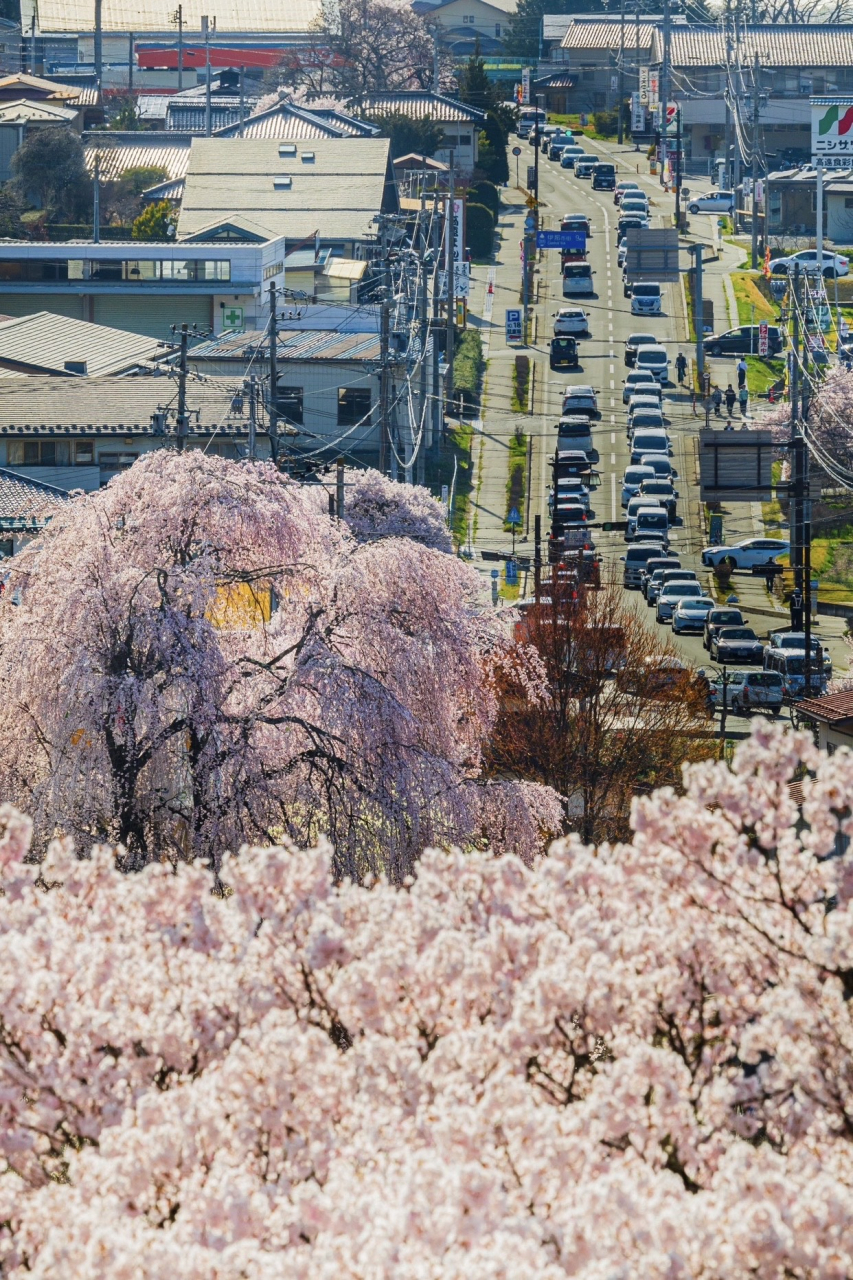 ～長野県高遠町の桜～